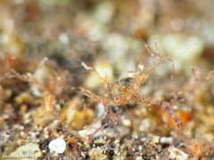 Periclimenes sagittifer