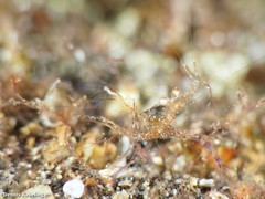 Periclimenes sagittifer