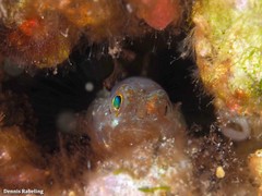 Vanneaugobius canariensis