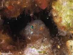 Vanneaugobius canariensis