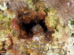 Vanneaugobius canariensis