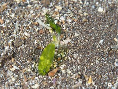 Halophila decipiens