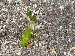Halophila decipiens