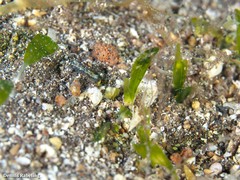 Halophila decipiens