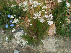 Achillea millefolium