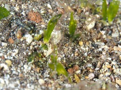 Halophila decipiens