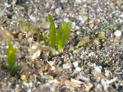 Halophila decipiens