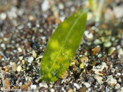Halophila decipiens