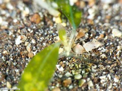 Halophila decipiens