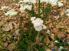 Achillea millefolium