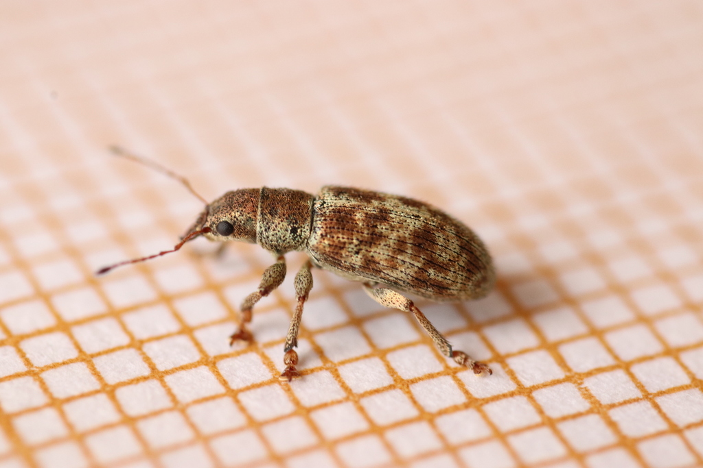Pachyrhinus squamosus