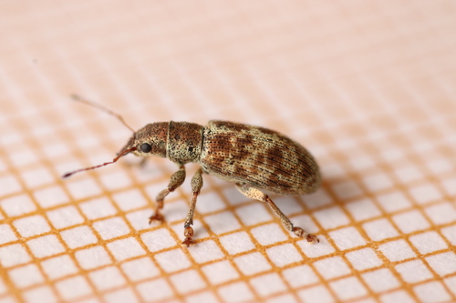 Pachyrhinus squamosus