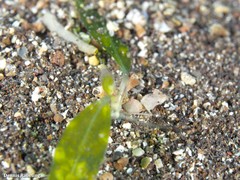 Halophila decipiens