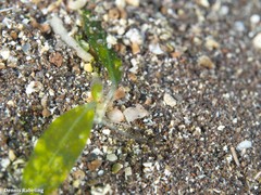 Halophila decipiens