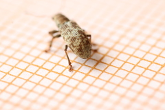 Pachyrhinus squamosus