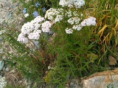 Achillea millefolium