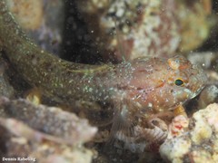 Vanneaugobius canariensis