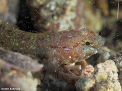 Vanneaugobius canariensis