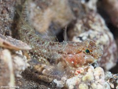 Vanneaugobius canariensis