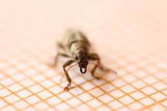 Pachyrhinus squamosus