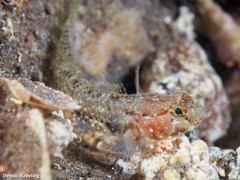 Vanneaugobius canariensis