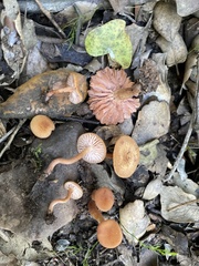 Laccaria laccata affinis