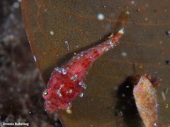Apletodon