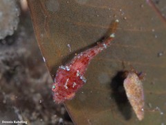Apletodon