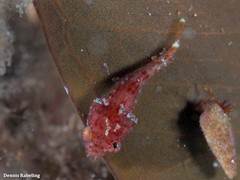Apletodon