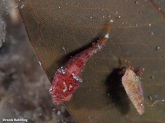 Apletodon