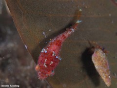 Apletodon