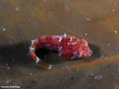 Apletodon