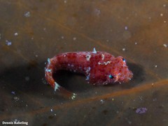 Apletodon