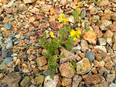 Rhamphospermum arvense
