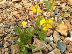 Rhamphospermum arvense