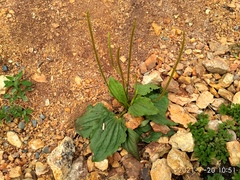 Plantago major