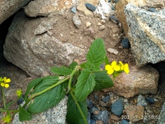 Rhamphospermum arvense