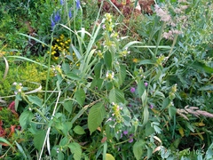 Galeopsis bifida