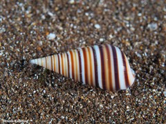 Pyramidella dolabrata
