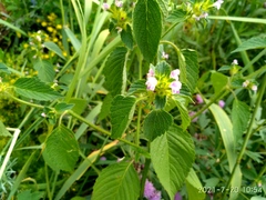 Galeopsis bifida