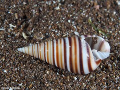 Pyramidella dolabrata