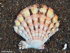 Bractechlamys corallinoides