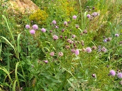 Cirsium arvense