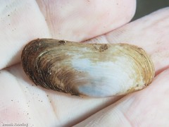 Azorinus chamasolen