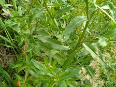 Cirsium arvense