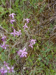 Matthiola fruticulosa