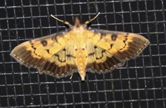 Ategumia adipalis