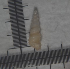 Turritellinella tricarinata