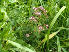 Origanum vulgare