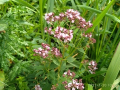 Origanum vulgare